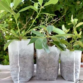 Lookgrow tasakok palántáknak